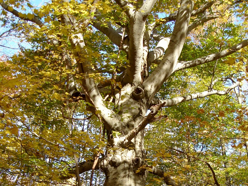 American Beech Tree