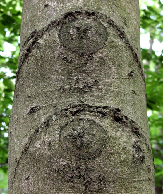 Bark of Beech Tree