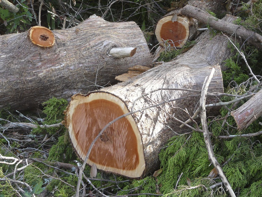 Eastern Red Cedar Logs
