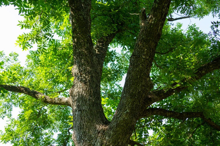 Pecan Firewood How Good Is It? Timber Gadgets