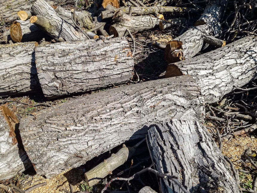 Walnut Tree Cut Logs