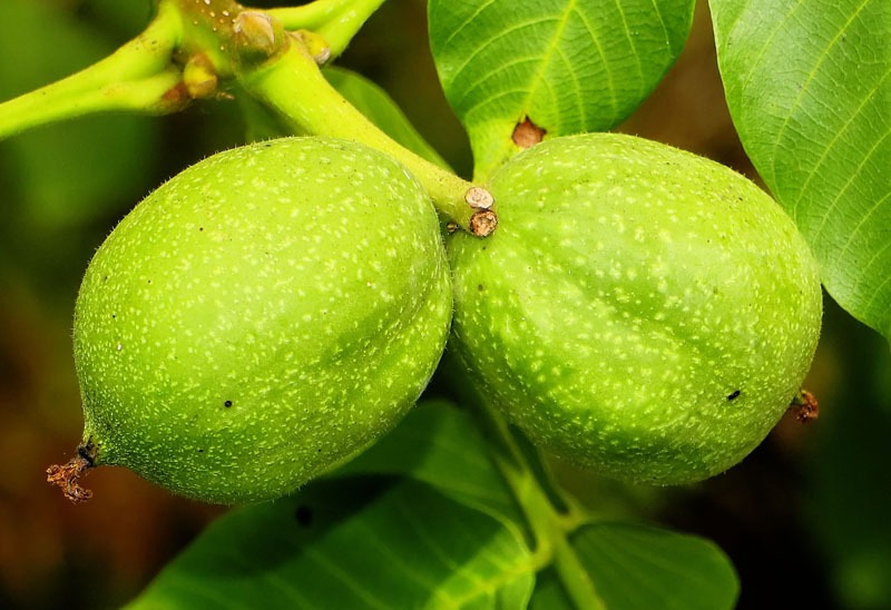 Walnut Tree Fruits / Nuts