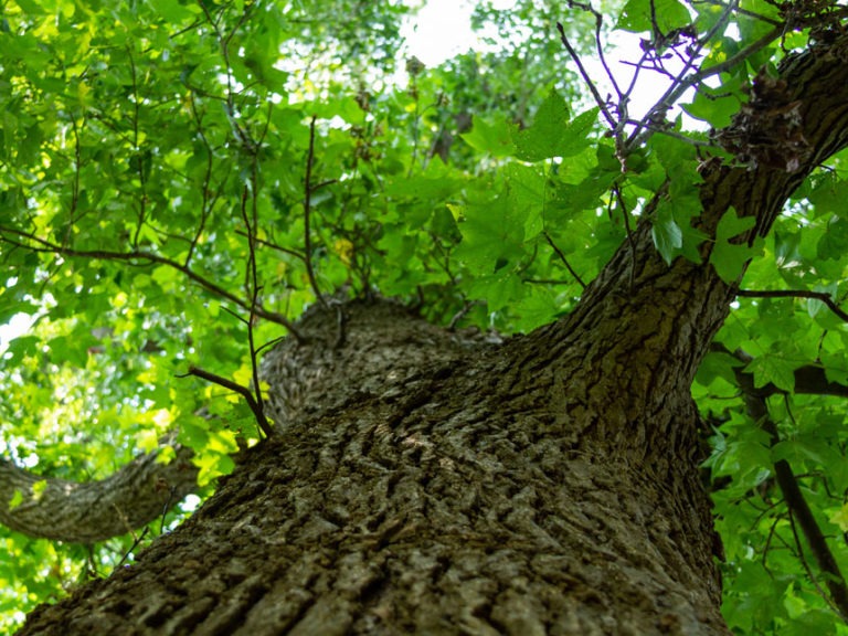 Sweetgum Firewood Good or Bad? Timber Gadgets