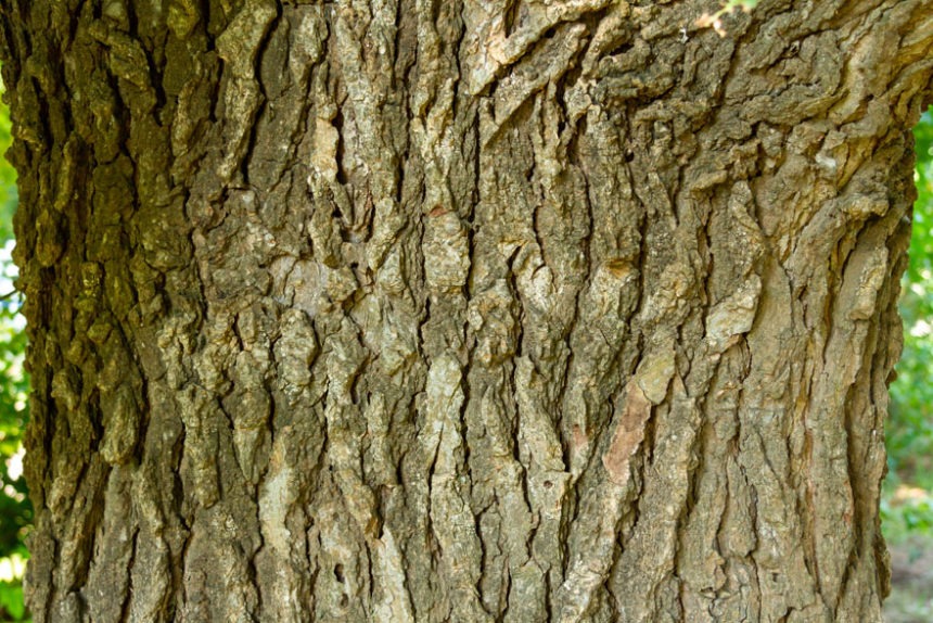 Sweetgum Tree Bark