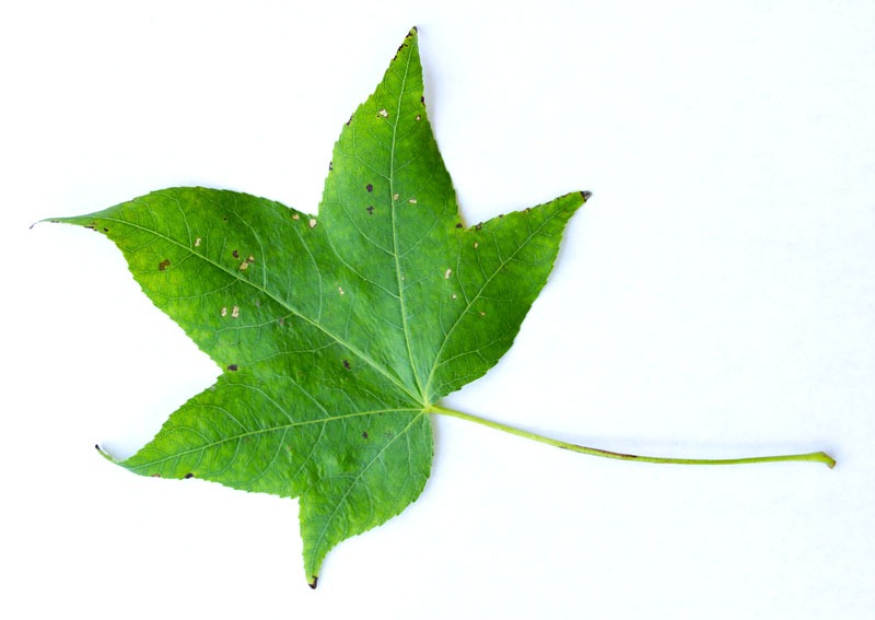 Sweetgum Tree Leaf