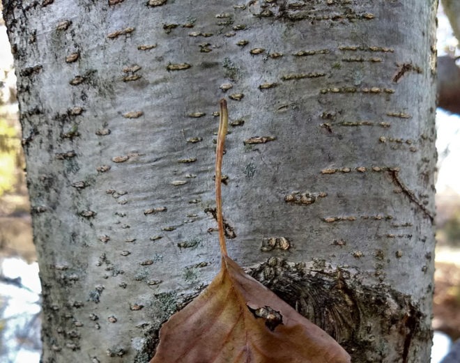 Alder Firewood Is it Any Good? Timber Gadgets