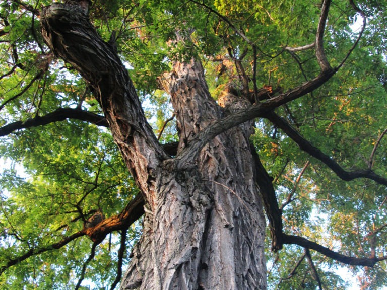 Black Locust Firewood Guide Timber Gadgets