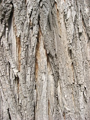 Black Locust Tree Bark
