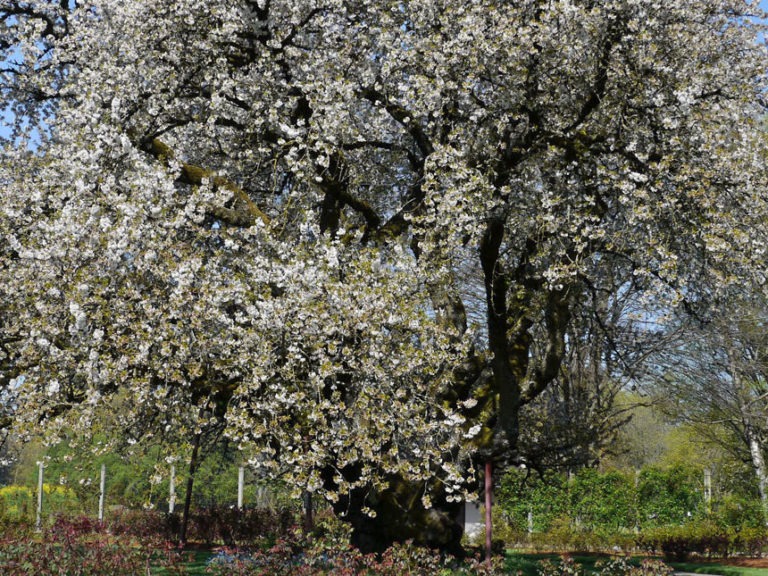 Cherry Firewood Is It Good? Timber Gadgets