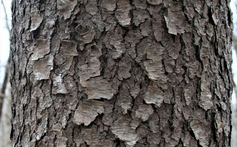 Cherry Tree Bark