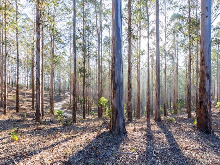 Eucalyptus Firewood Guide Timber Gadgets