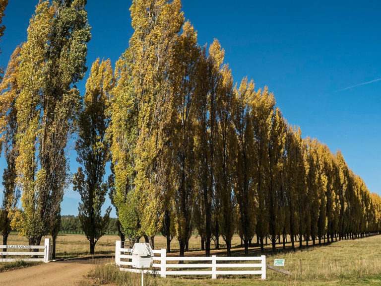 Poplar Firewood Is It Any Good? Timber Gadgets