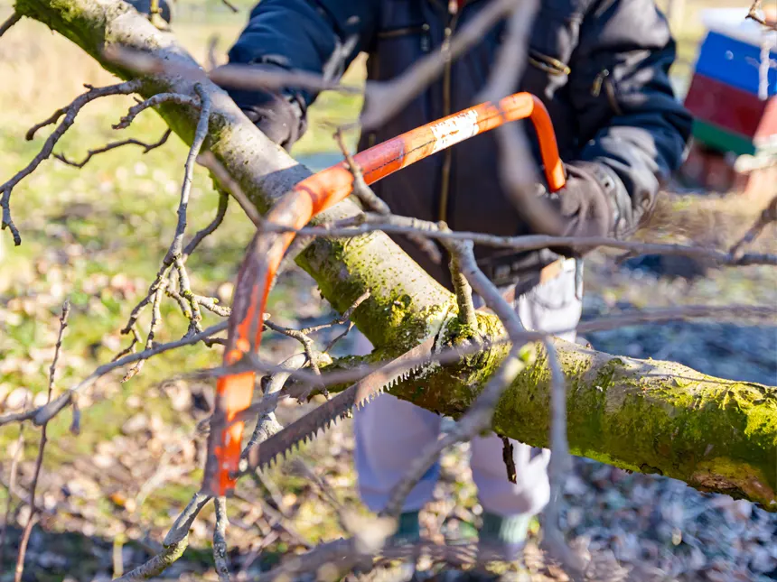 Bow Saw Cutting Tree